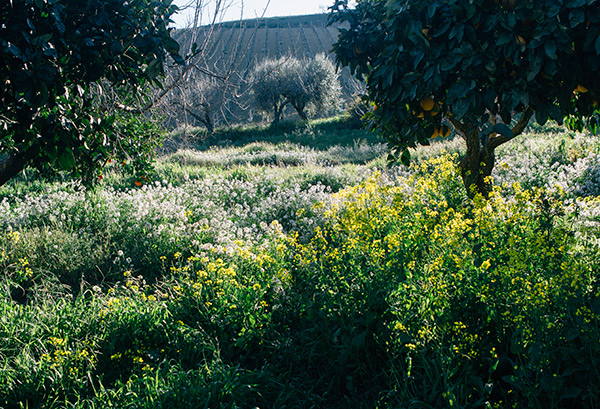 sicily1